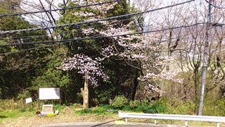 札所の桜