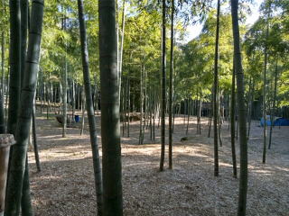 竹林