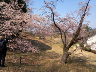 桜