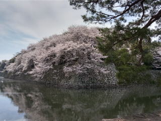 彦根城