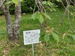 御衣黄桜