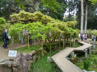 藤の園