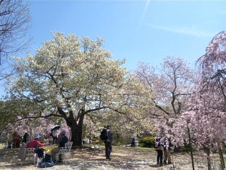 桜