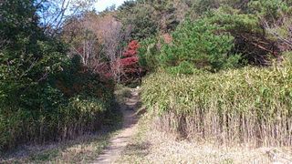 油コブシ休憩