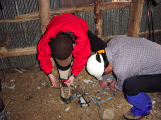 �A�C�[���Ɗi����