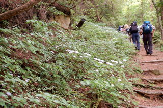 ���A�W�T�C�̓�