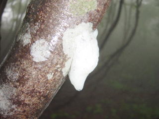 �����A�I�K�G���̗��H