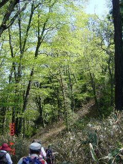 ���������т̓�