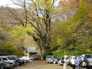 ���ԏ�̃J�c���̖�