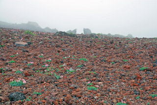 �R�}�N�T�̌Q��