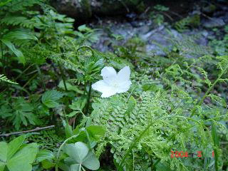 �R�~���J�^�o�~