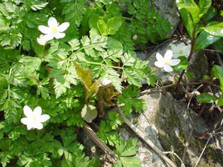 �C�`�����\�E