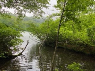 鎌池
