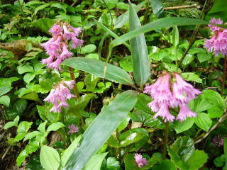 �C���J�K�~