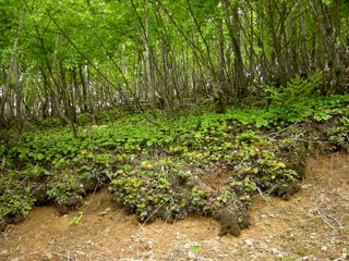 �C���J�K�~�̌Q��