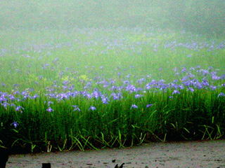 �J�L�c�o�^�̌Q��