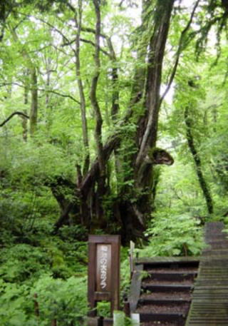 �a�r�̃J�c��