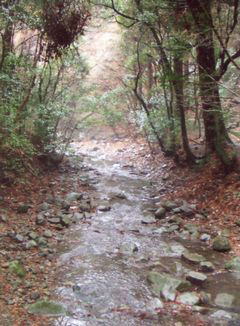 ���݂ǂ�̕S�I