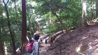 木の根道