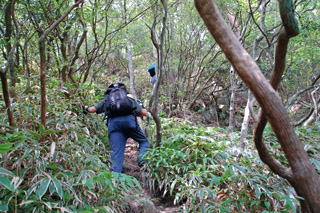 �k�R�֌���