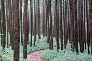 �ؗ��̒��̉���