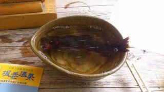 岩魚