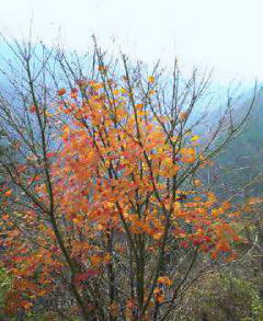 ���c�̍g�t