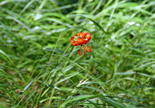 �N���}����