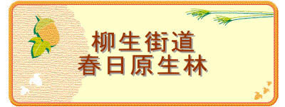 柳生街道
春日原生林