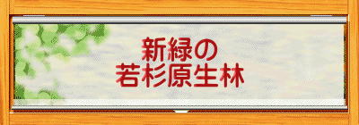 新緑の 若杉原生林
