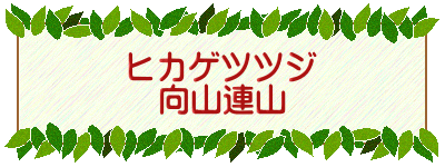 ヒカゲツツジ 向山連山 