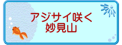 アジサイ咲く 妙見山