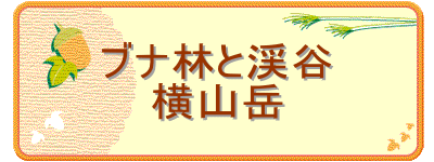 ブナ林と渓谷
横山岳