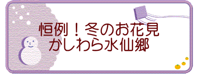 恒例！冬のお花見 かしわら水仙郷