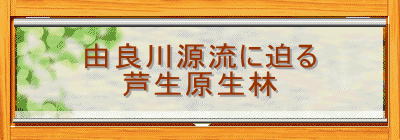 由良川源流に迫る
芦生原生林