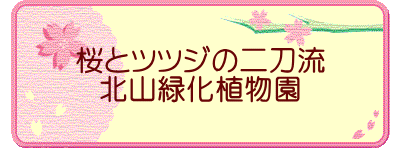 桜とツツジの二刀流 北山緑化植物園