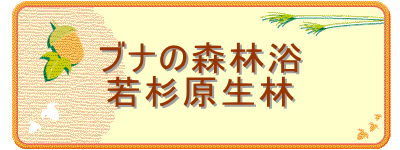 �u�i�̐X�ї�
�ᐙ������