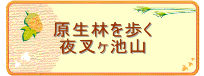 原生林を歩く
夜叉ヶ池山