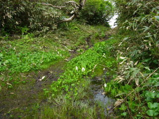 ���m�Ԃ̓�