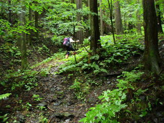 �Z���΂̒������