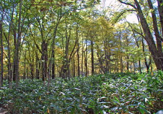 ���_�̗V����