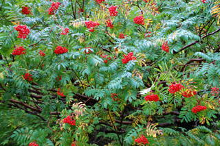 �E���W���i�i�J�}�h