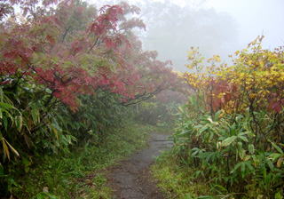 �J���ɕ����ԃi�i�J�}�h