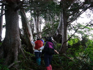 ���t���̋}�o