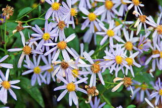 �m�R���M�N