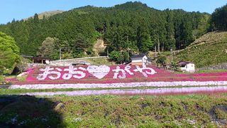 おおがや芝桜公園