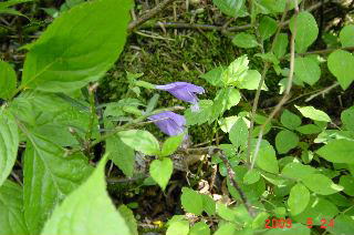 �����傩����