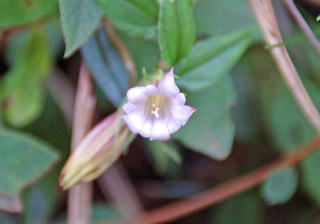 �c�������h�E