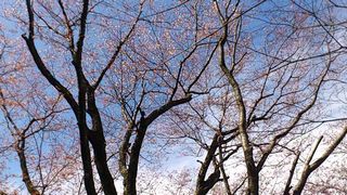 道中の桜
