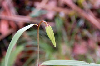 �T�T�����̂ڂ�